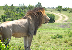 マサイマラ国立公園